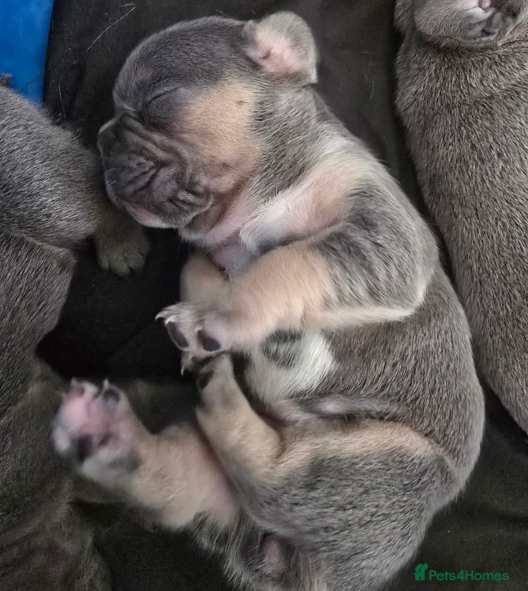 French Bulldog dogs for sale: Stunning Blue French Bulldog Puppies - Advert 23