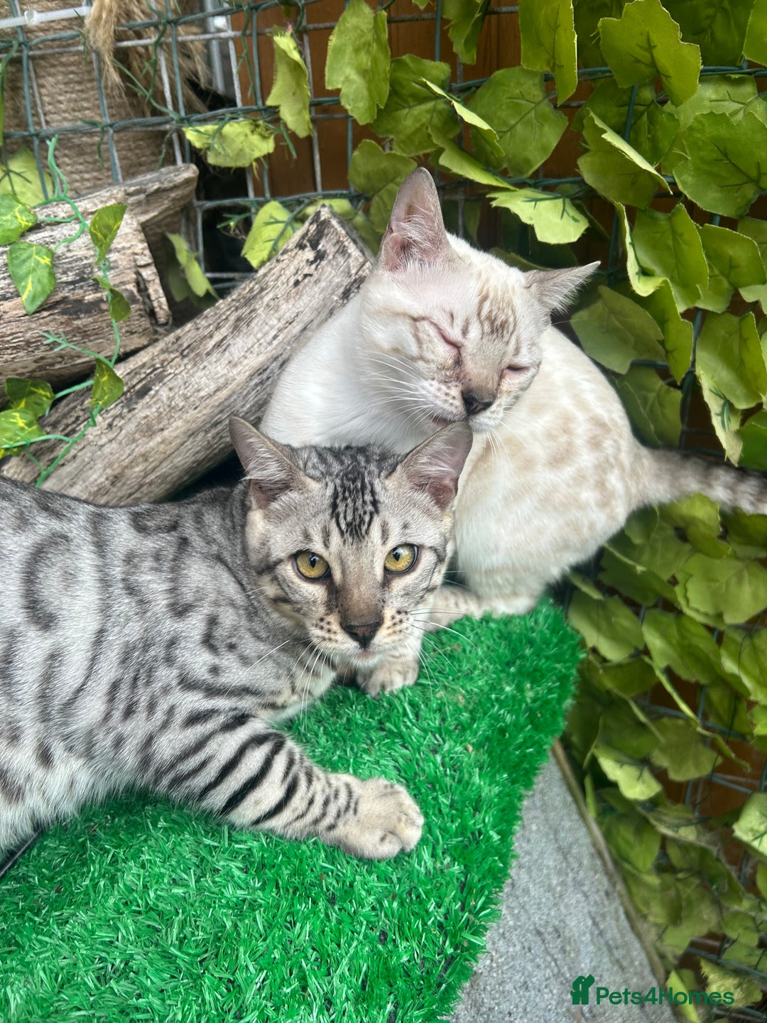 Bengal cats for sale: Unbelievably friendly TICA reg kittens  - Image 4
