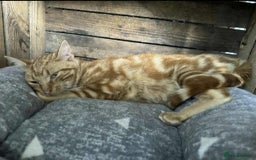 Mixed Breed cats for adoption: Pizza  - Image 6
