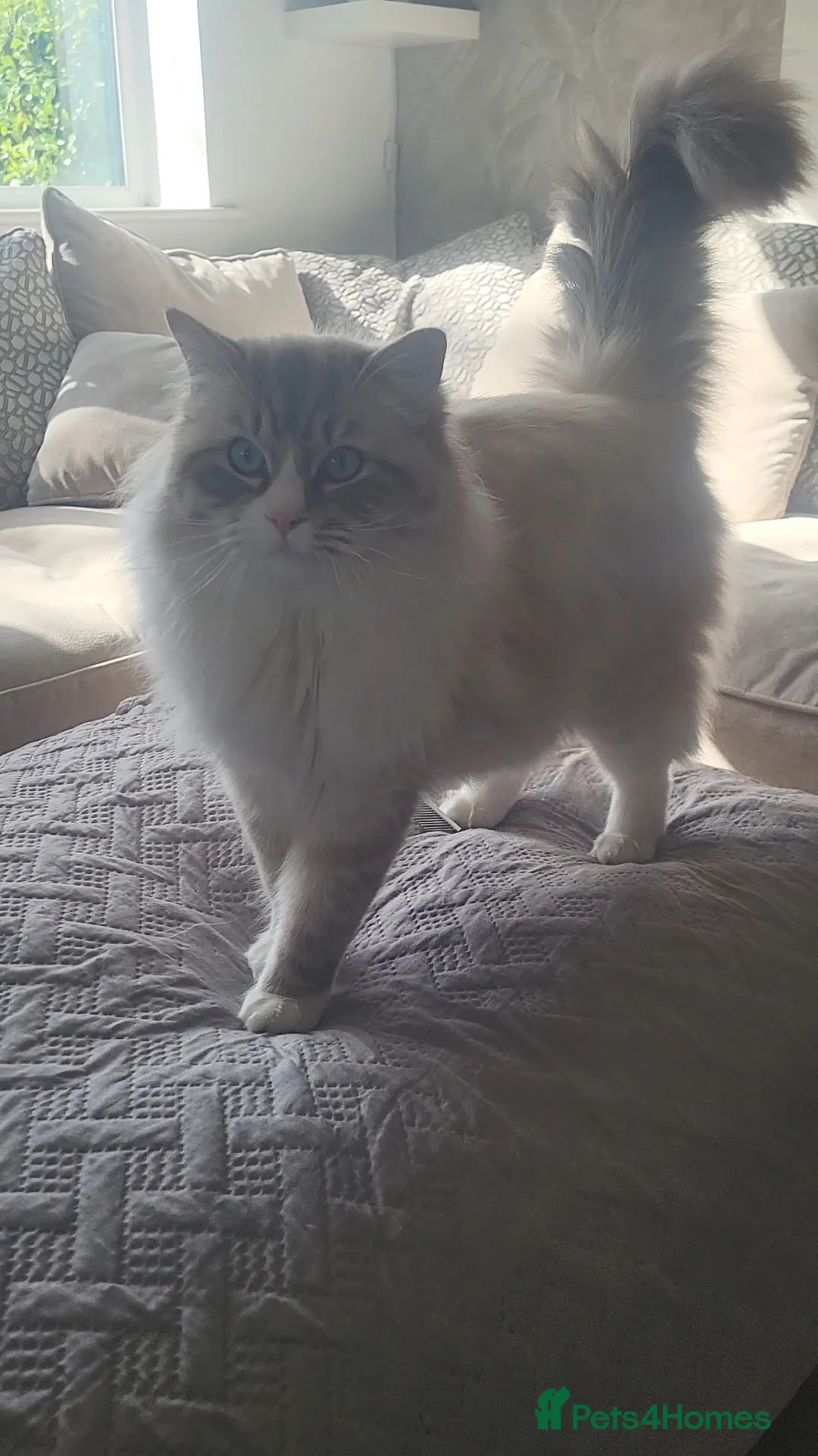 Ragdoll cats for stud: Large GCCF (active) ragdoll, 'stud only'!!!   - Advert 7
