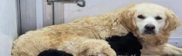 Mini Goldendoodle dogs for sale: 4 outstanding miniature goldendoodle  - Advert 3