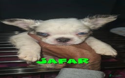 French Bulldog dogs for sale: ✨ Enchanted Frenchie Puppies Ready Now! ✨ - Advert 16