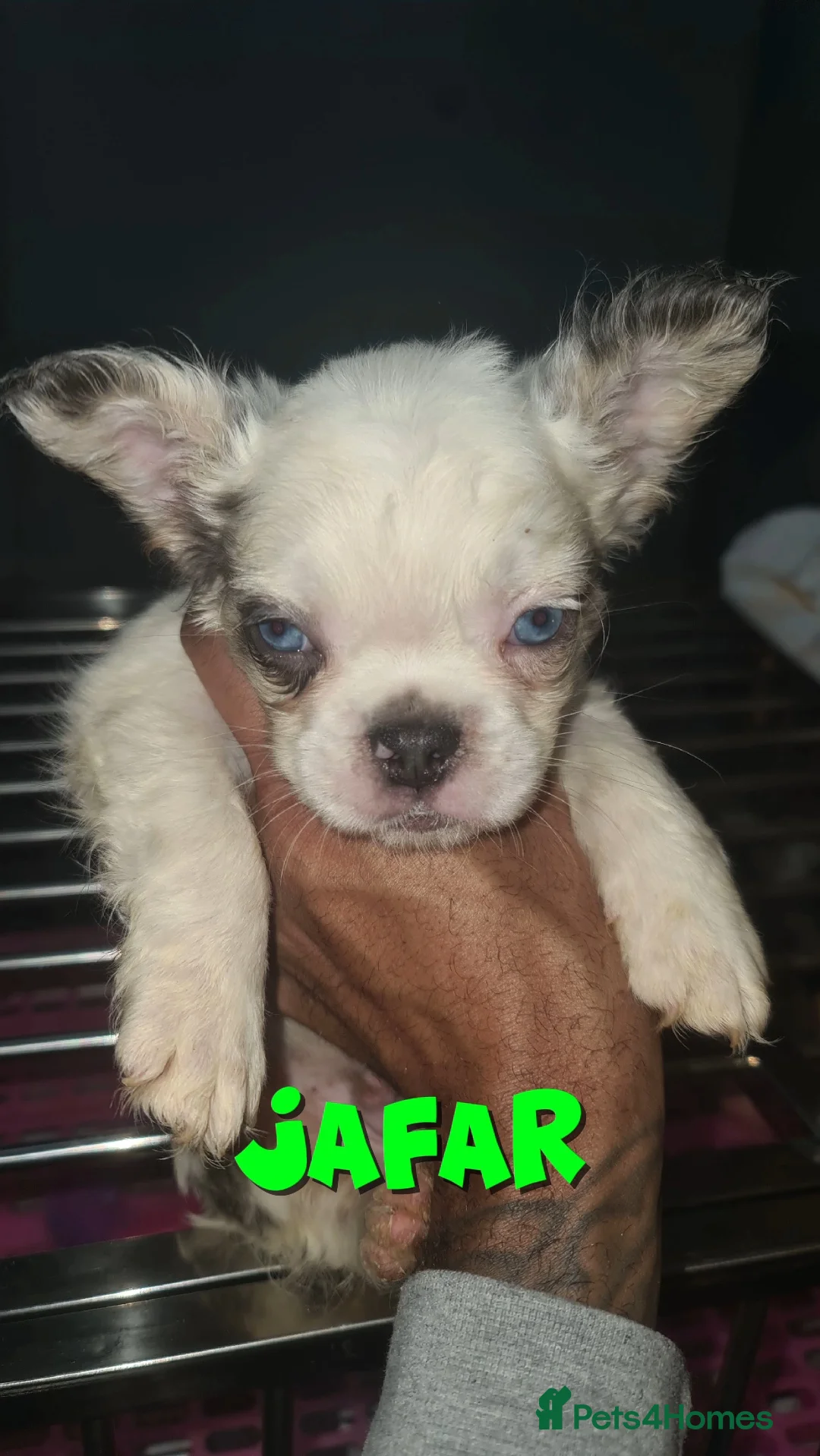 French Bulldog dogs for sale: ✨ Enchanted Frenchie Puppies Ready Now! ✨ - Advert 20