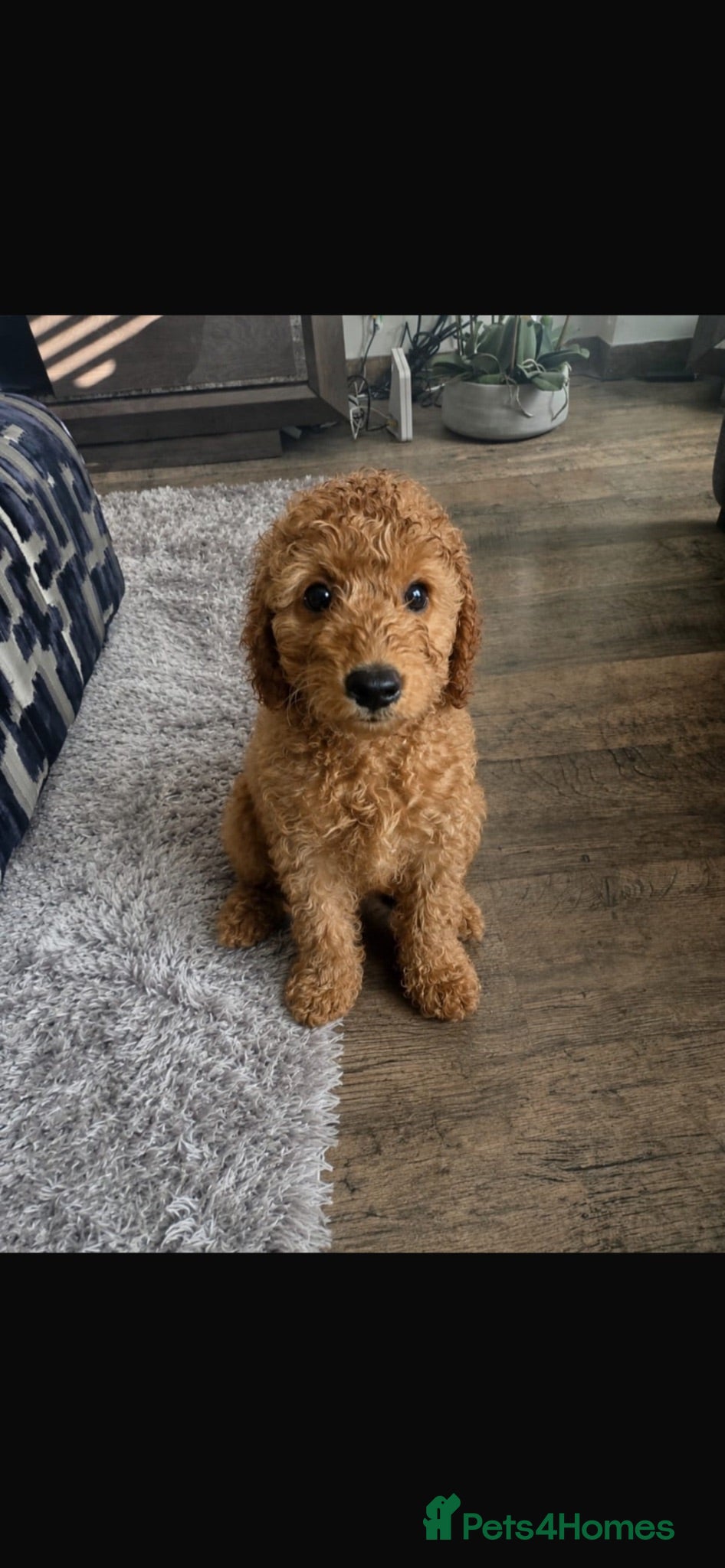 Cavapoo dogs  Adorable puppies looking for Their forever homes  - Advert 13