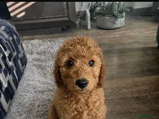 Cavapoo dogs Adorable puppies looking for Their forever homes - Advert 13