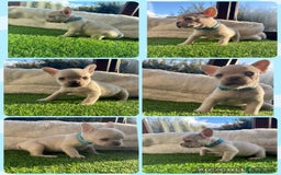 French Bulldog dogs for sale: 8 stunning french bull dogs  - Image 5
