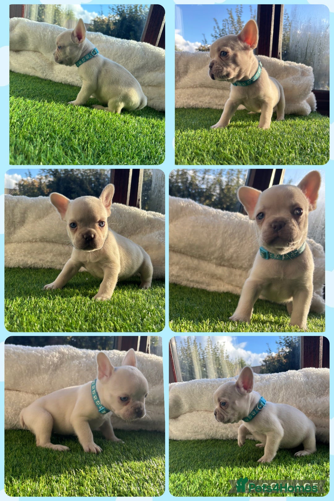 French Bulldog dogs for sale: 8 stunning french bull dogs  - Image 5