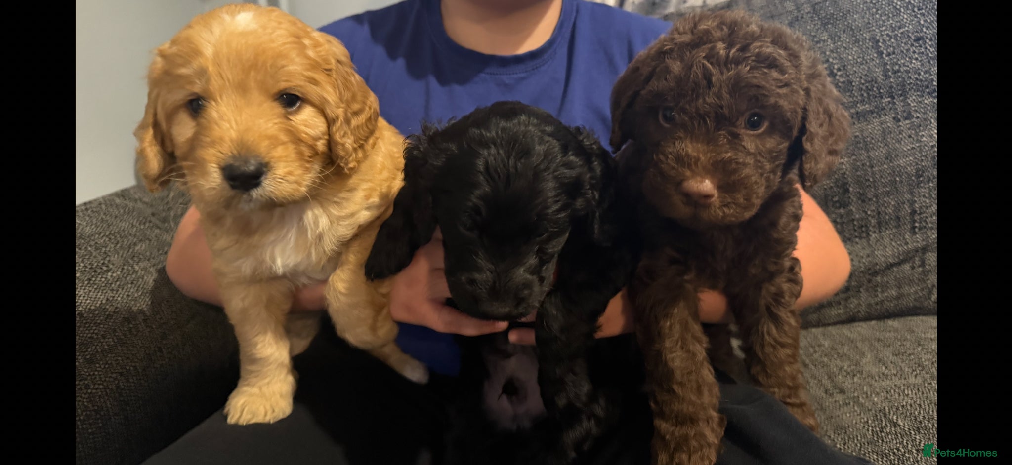 Labradoodle dogs  3 left. F1B Labradoodle puppies (medium size) - Advert 1
