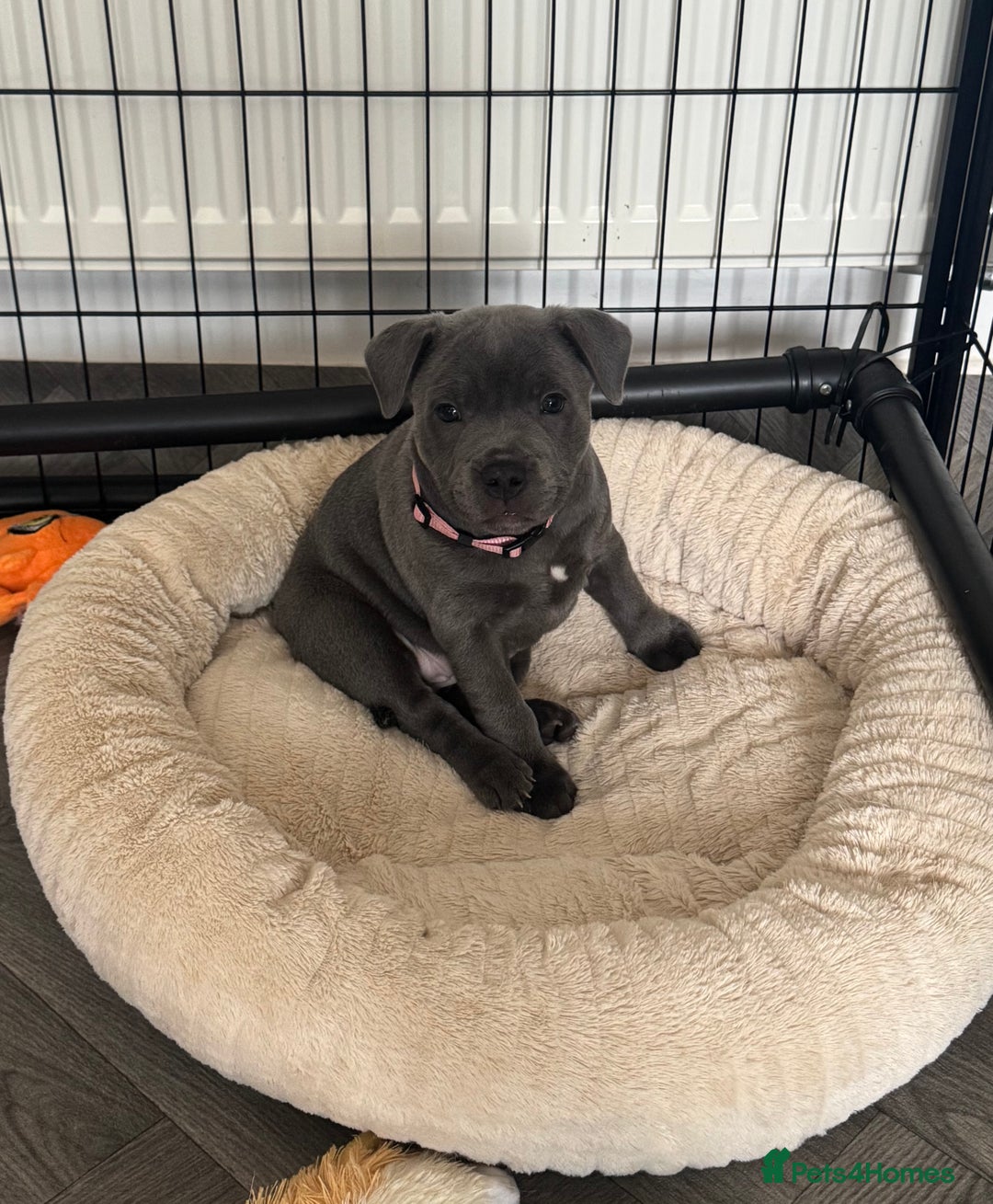 Staffordshire Bull Terrier dogs for sale: BLUE BLOODLINE CHAMPION STAFFS💕🐾 - Image 4