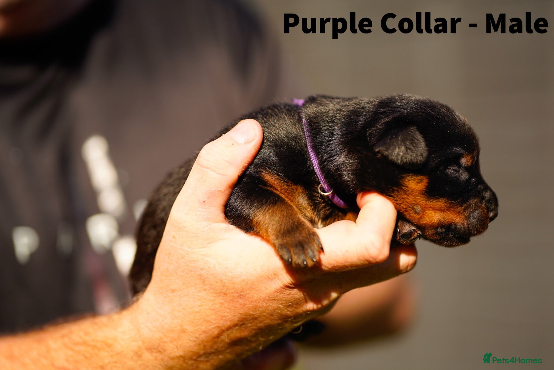 Rottweiler dogs Stunning Rottweiler pups - Advert 2