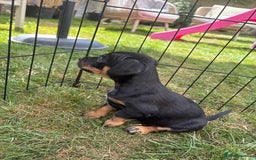 Jack Russell dogs for sale: Gorgeous Jack Russell Puppies - Image 22