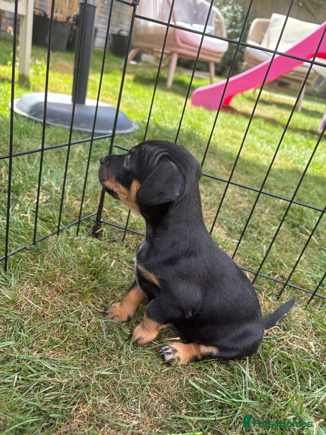 Jack Russell dogs for sale: Gorgeous Jack Russell Puppies - Image 22