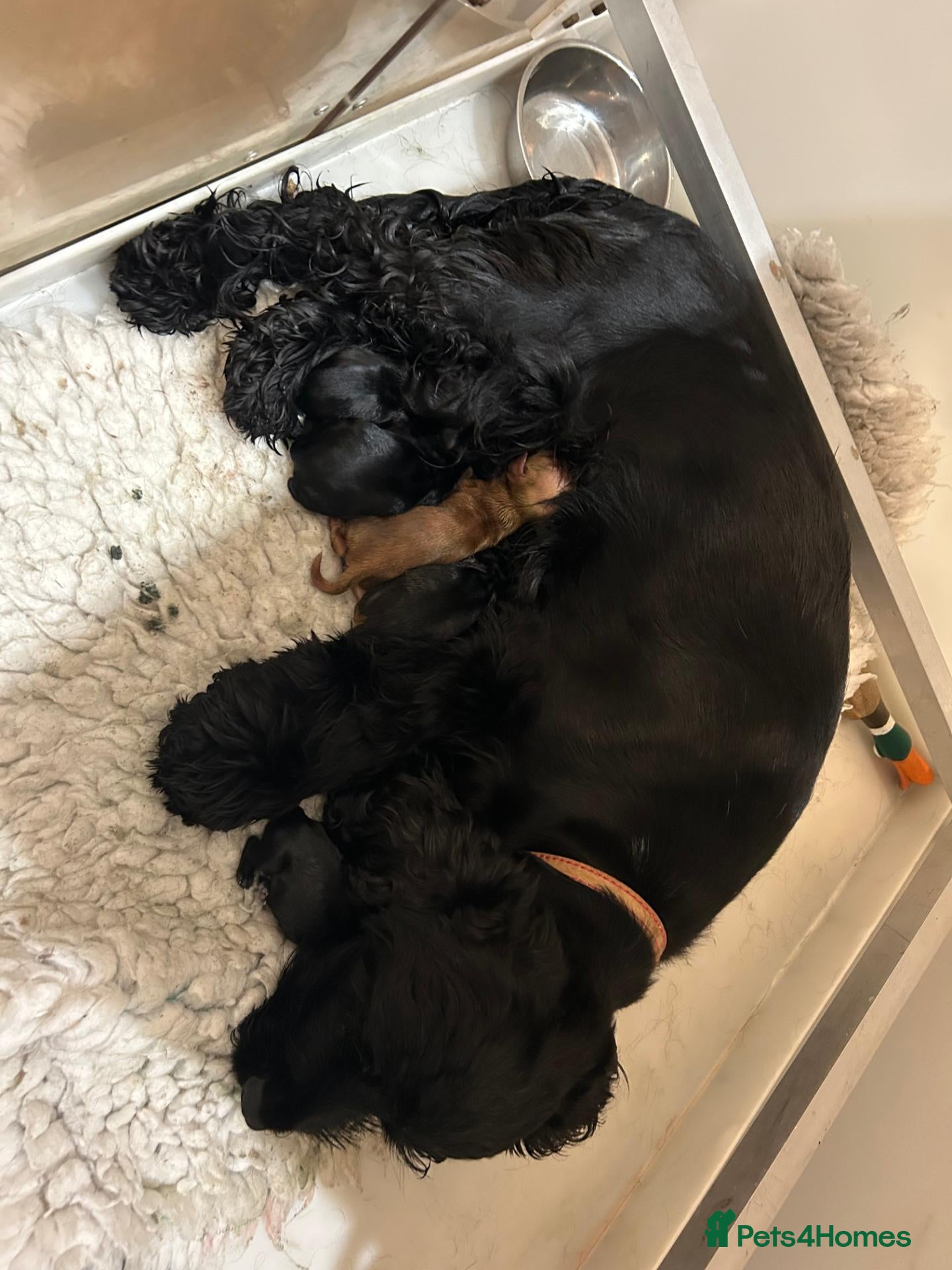 Cocker Spaniel dogs Show type Cocker Spaniel - Advert 1