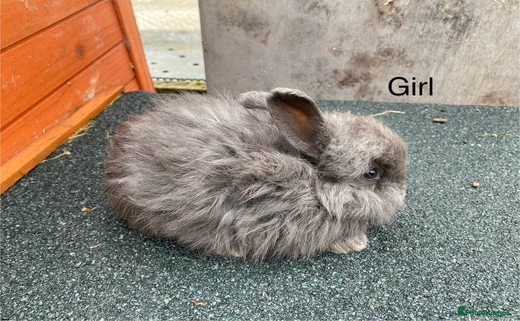 Angora rabbits - Advert 1