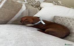 Miniature Dachshund dogs for sale: Miniature dachshunds - Image 30