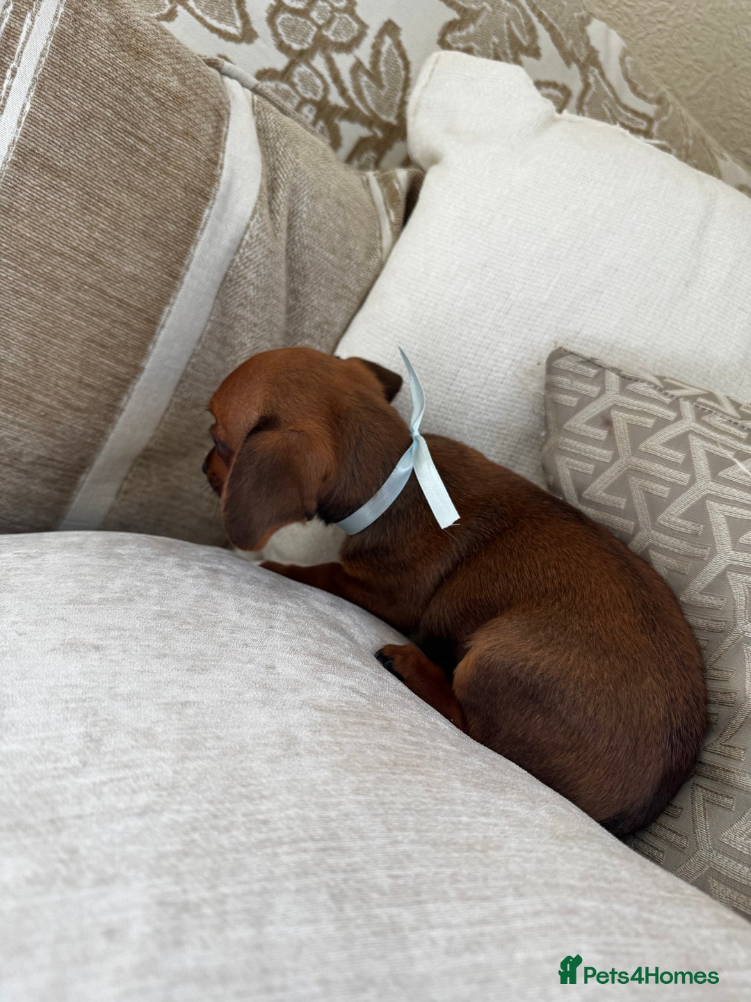 Miniature Dachshund dogs for sale: Miniature dachshunds - Image 30