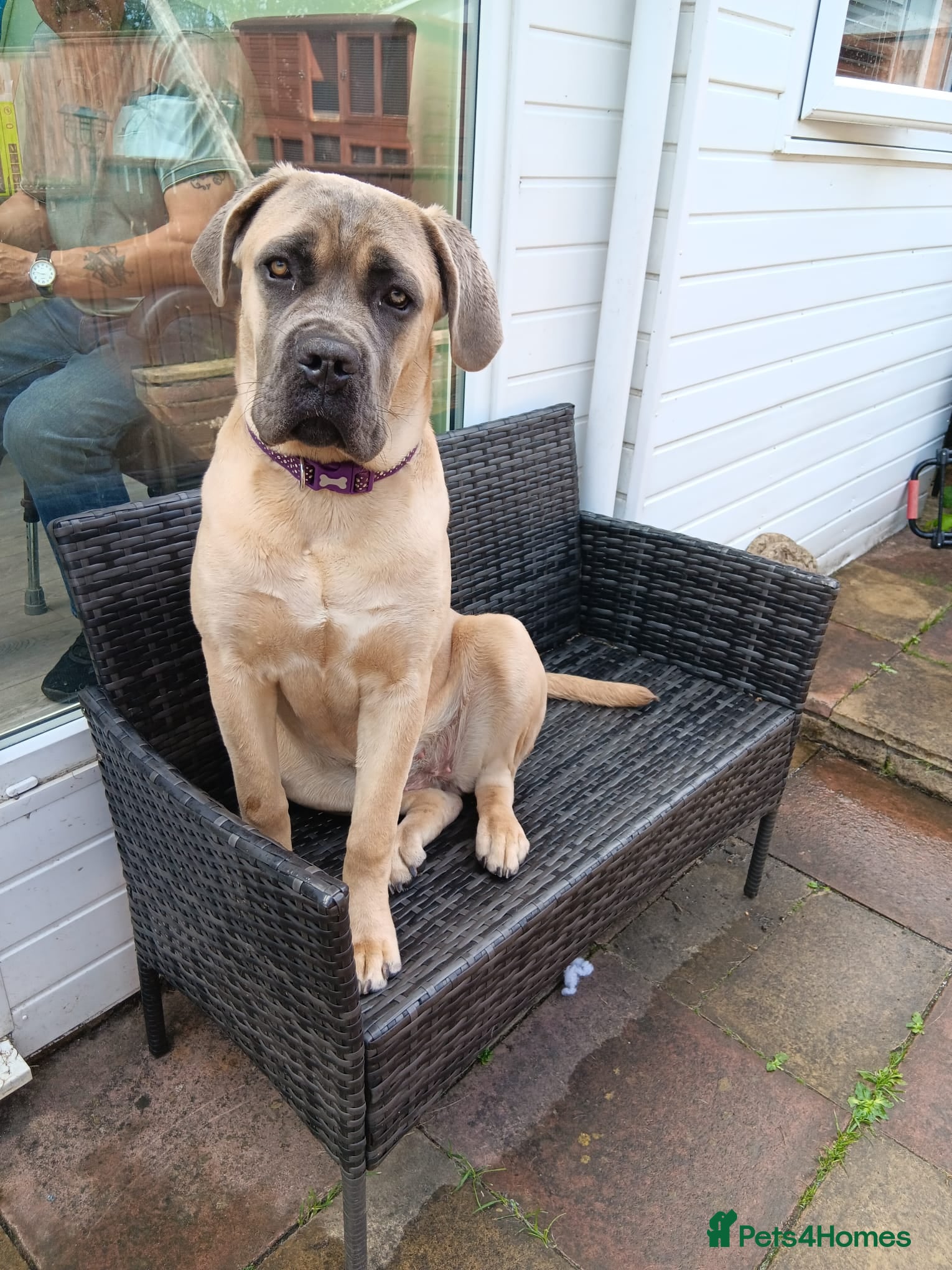 Cane Corso dogs Hollie  - Advert 2