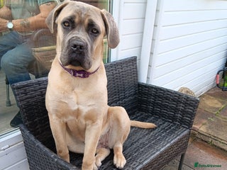 Cane Corso dogs Hollie - Advert 1