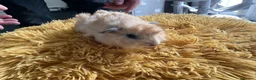 Guinea Pig rodents for sale: Georgeous Piggles - Advert 6