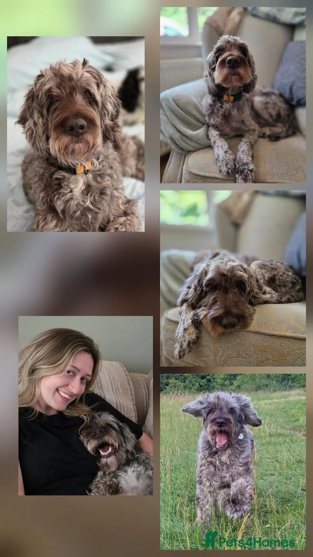 Mixed Breed dogs for adoption: Cookie looking for his happy ever after  in Stroud - Advert 2