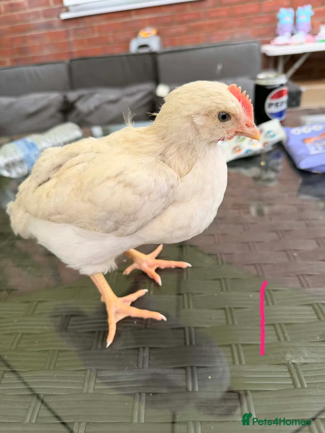 Chickens poultry for sale: Roosters free to good home - Advert 1