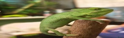 Chameleon reptiles for sale: 4yr Male Veiled Chameleon - Advert 10