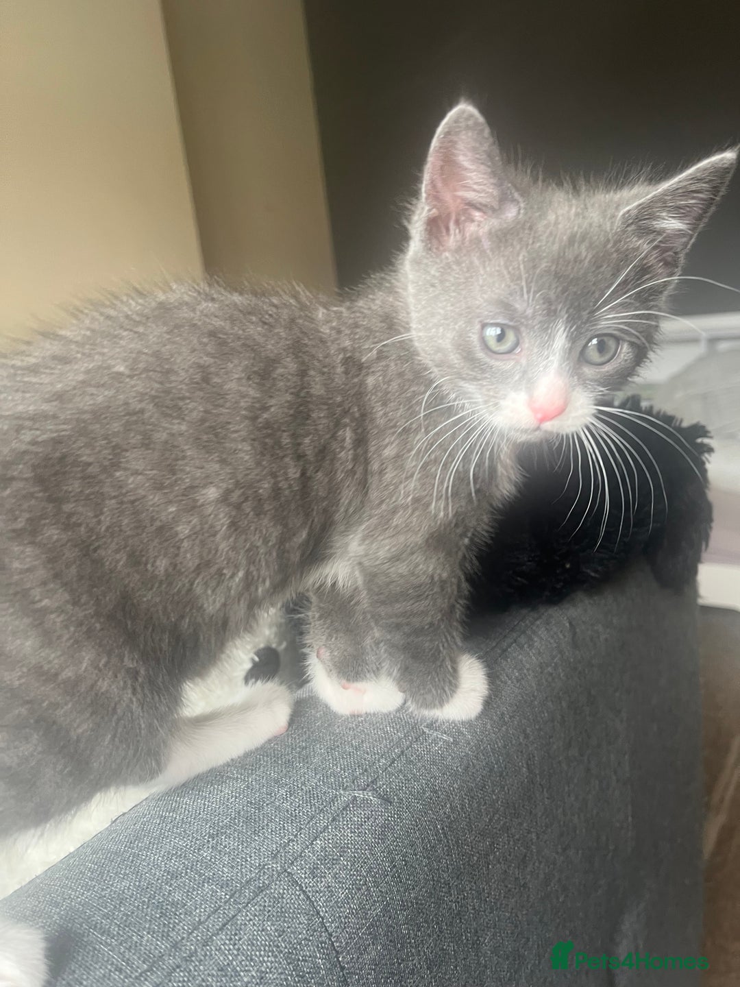Domestic Shorthair cats for sale: Two kittens left** - Image 4