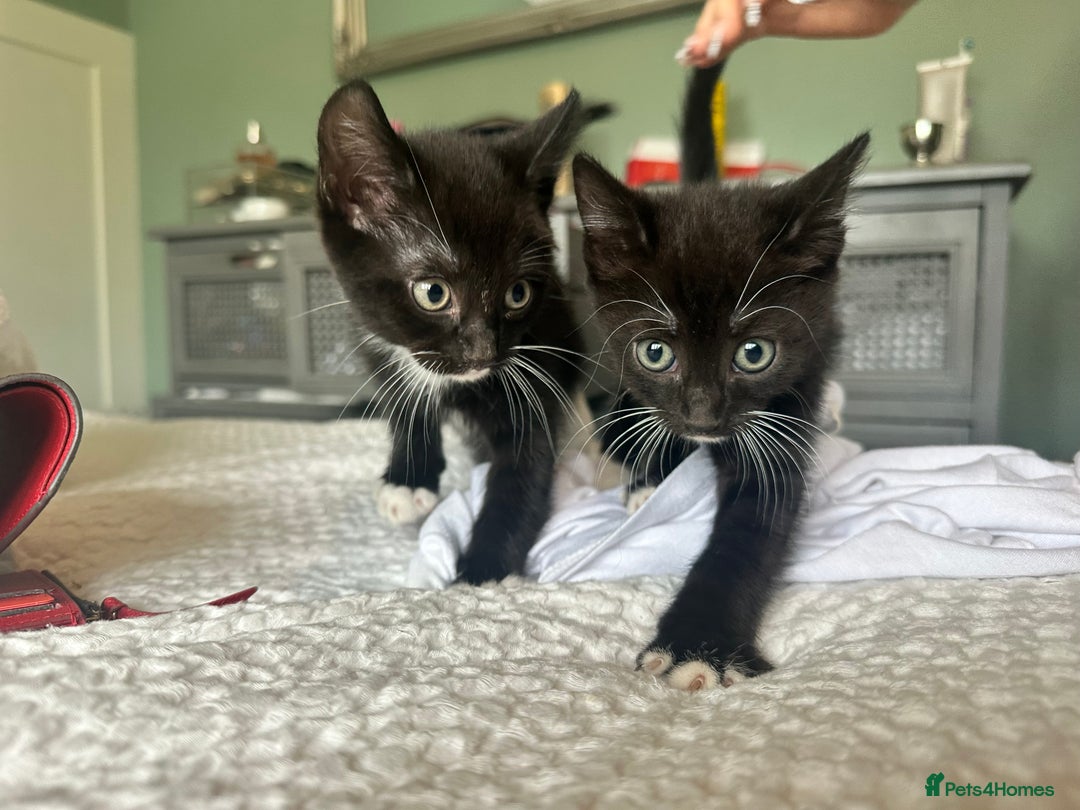 Domestic Shorthair cats for sale: 4 boy kittens  - Image 5