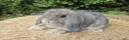 Mini Lop rabbits for sale: 🍓Gorgeous mini lop babies 🍓 - Advert 18