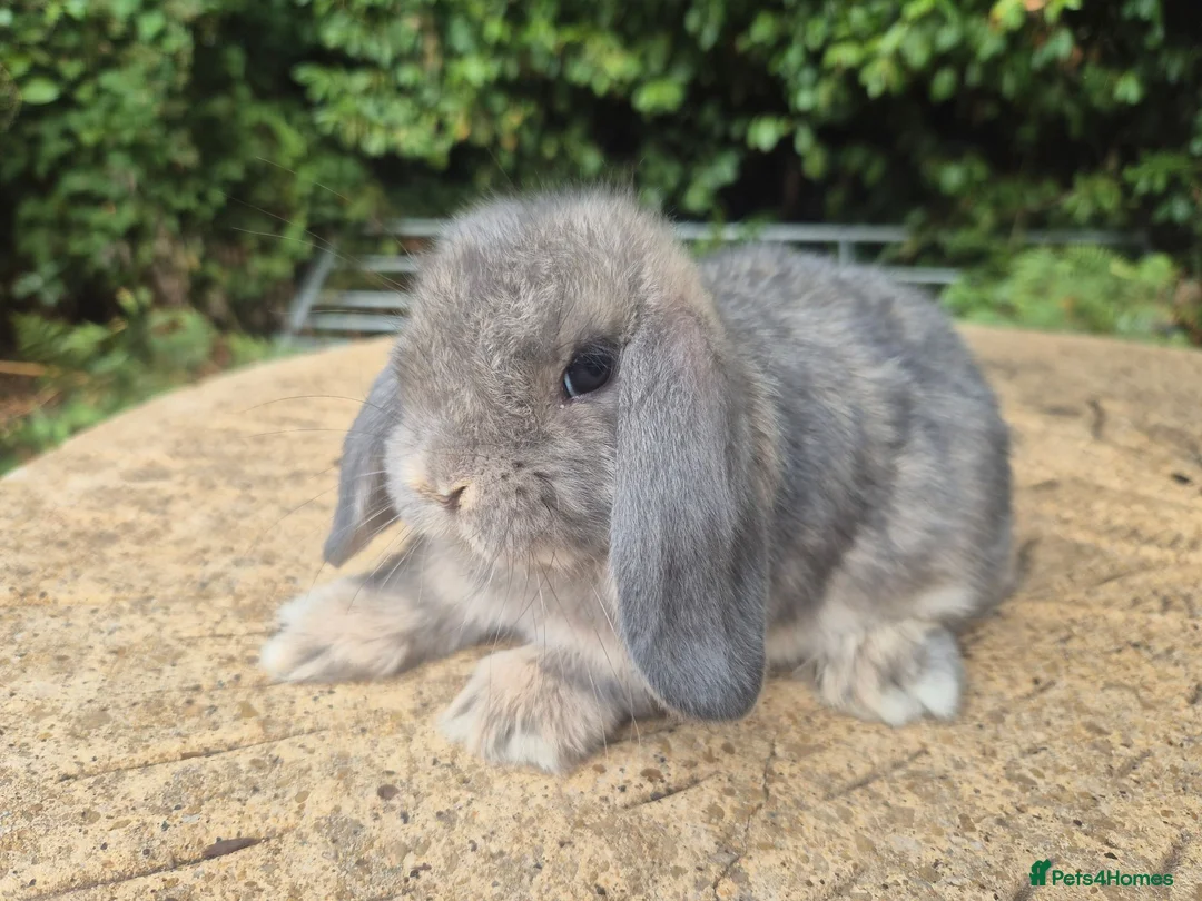 Mini Lop rabbits for sale: 🍓Gorgeous mini lop babies 🍓 - Advert 18
