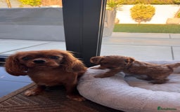 Cavapoo dogs for sale: F1 Cavapoo Puppies – Ready from 19th October - Image 5