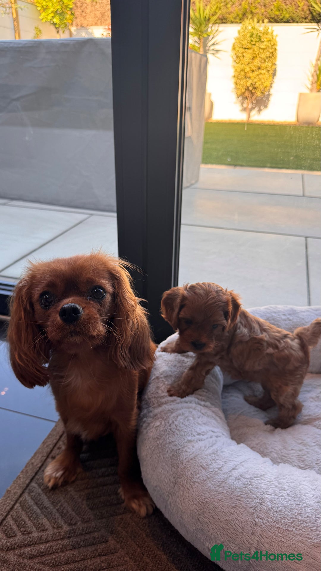 Cavapoo dogs for sale: F1 Cavapoo Puppies – Ready from 19th October - Image 5