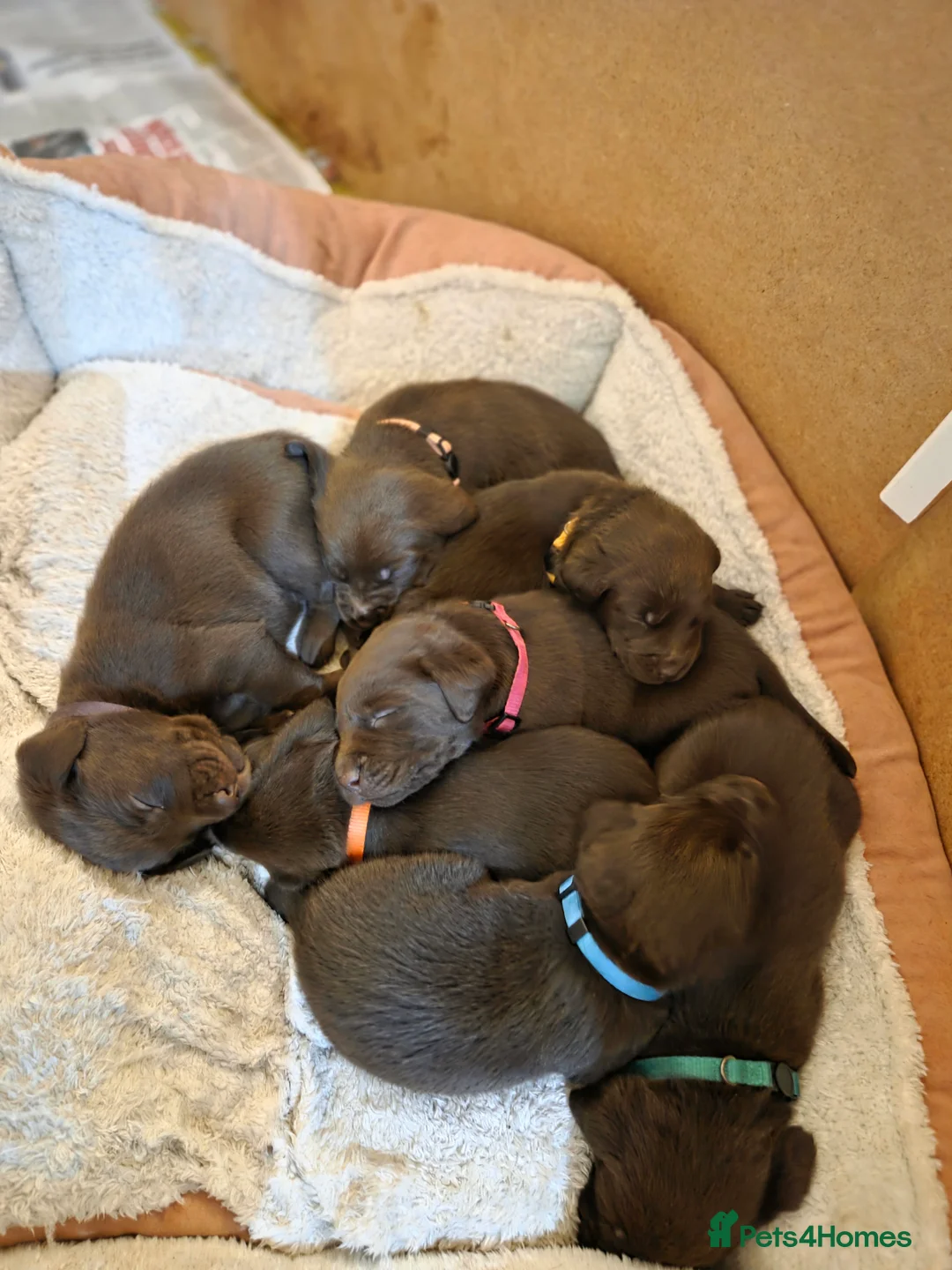 Labrador Retriever dogs for sale: Stunning KC working chocolate labs - Advert 6