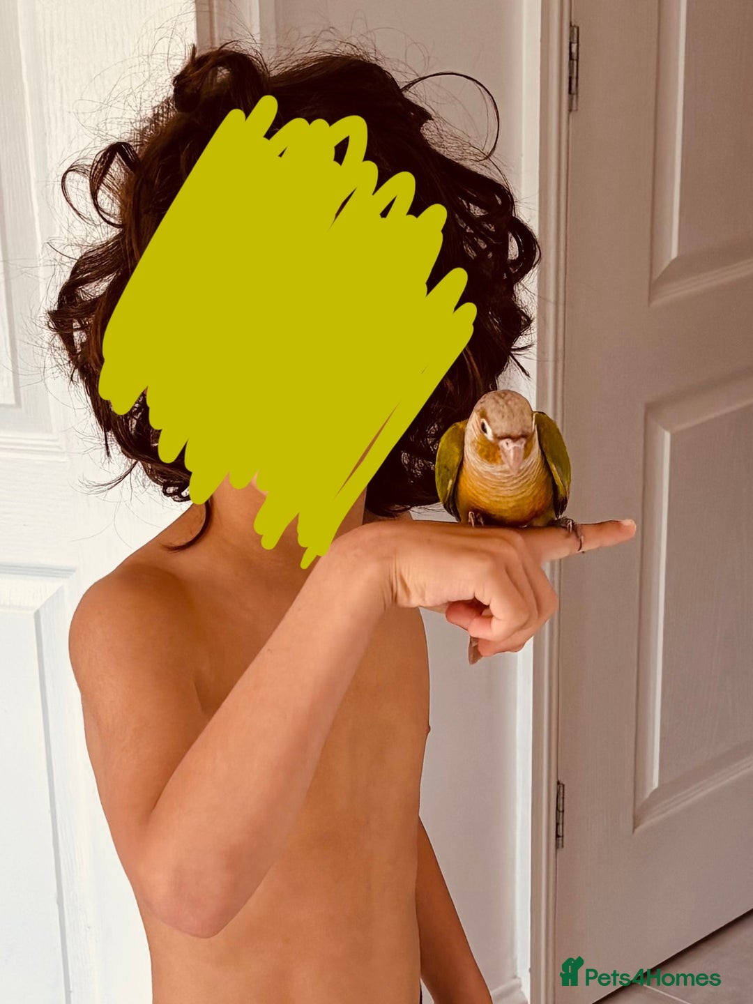 Conures birds for sale: Pineapple conure - Image 3