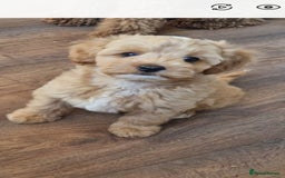 Chipoo dogs for sale: Poodle x Chihuahua  - Image 11