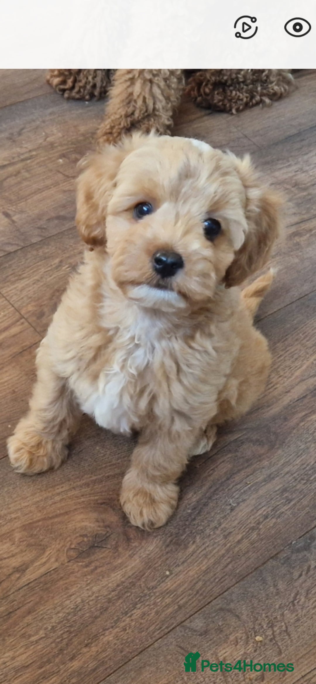 Chipoo dogs for sale: Poodle x Chihuahua  - Image 11