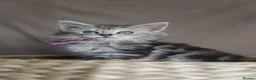 Maine Coon cats for sale: Beautiful mainecoon/polydactol babies  - Advert 3