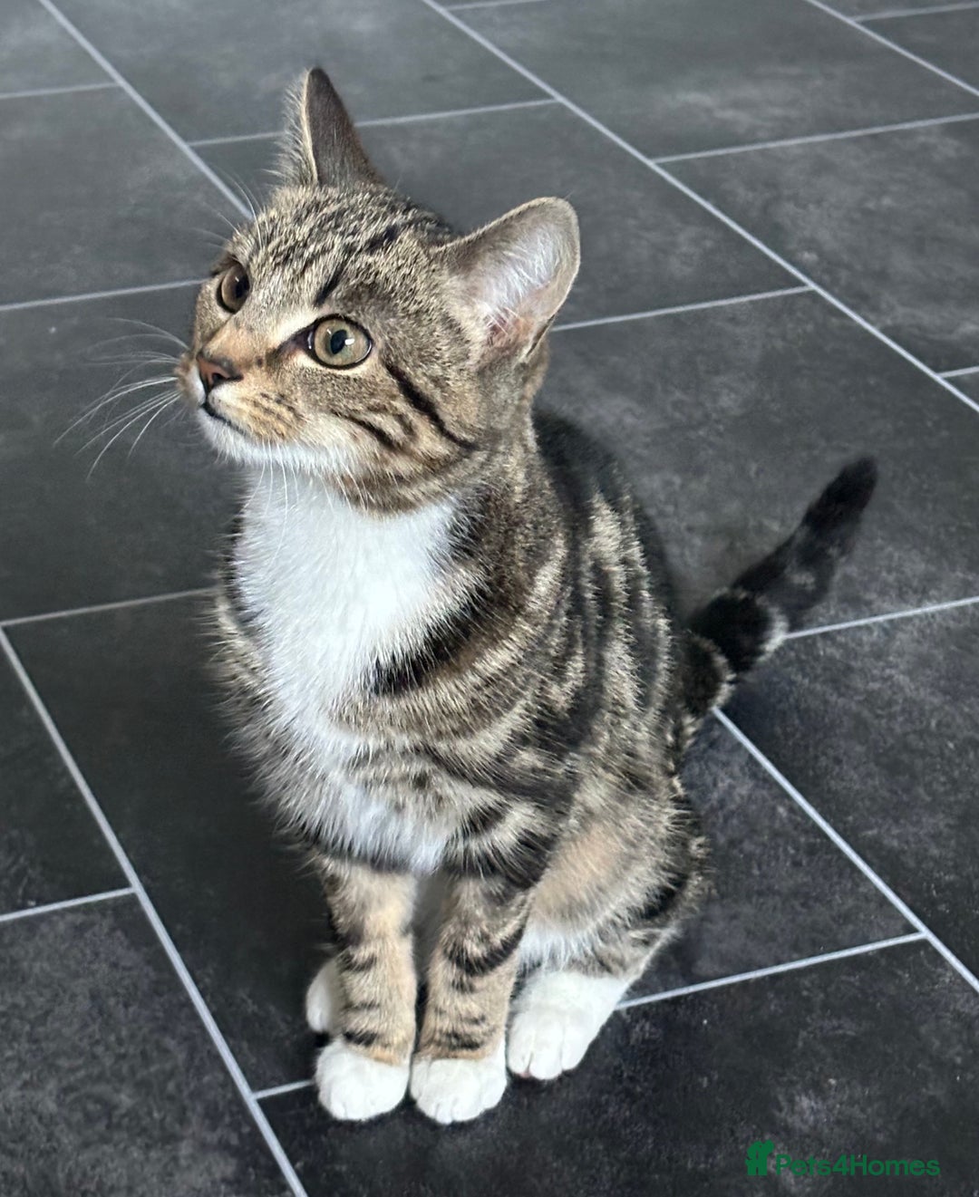 Mixed Breed cats for sale: 6 month old neutered kitten FEMALE  - Advert 1