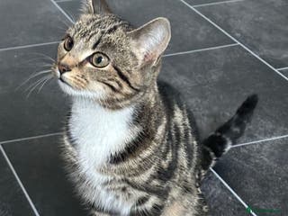 Mixed Breed cats 6 month old neutered kitten FEMALE - Advert 1