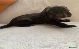 Cocker Spaniel dogs for sale: PURE WORKING CHOCOLATE COCKER SPANIELS  - Advert 3