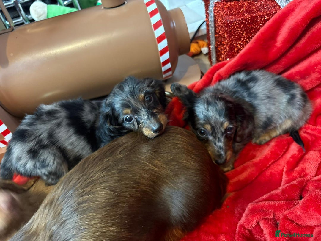 Miniature Dachshund dogs for sale: Long Haired Mini Dashound  - Advert 6