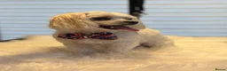 Maltese dogs for stud: *Maltese Boy Looking for Stud!* - Advert 3