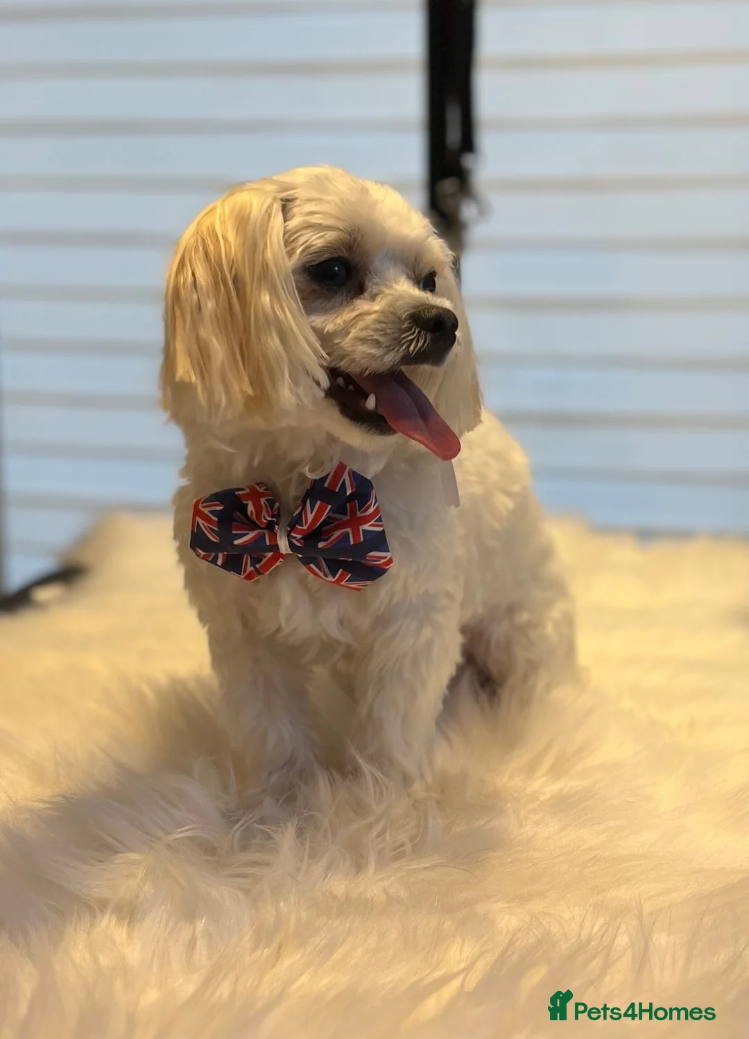 Maltese dogs for stud: *Experienced Maltese Boy Looking for Stud!* - Advert 4