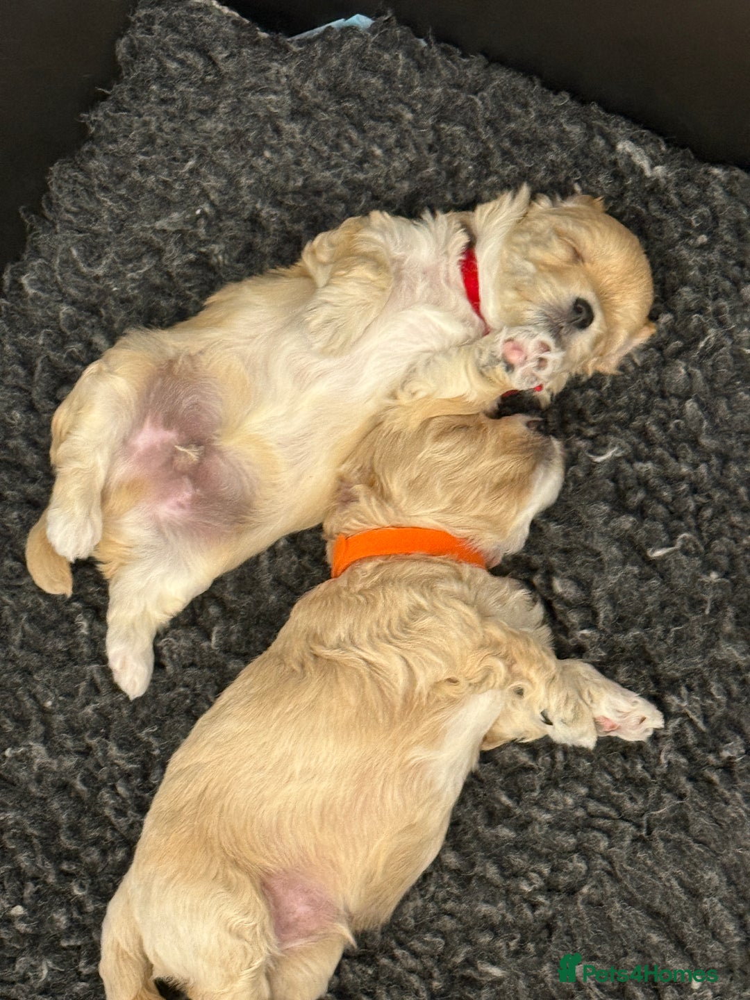 Maltipoo dogs for sale: Beautiful Male Maltipoo F1 Pups - Image 11