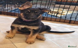 German Shepherd dogs for sale: German shepherd puppies KC reg - Image 4