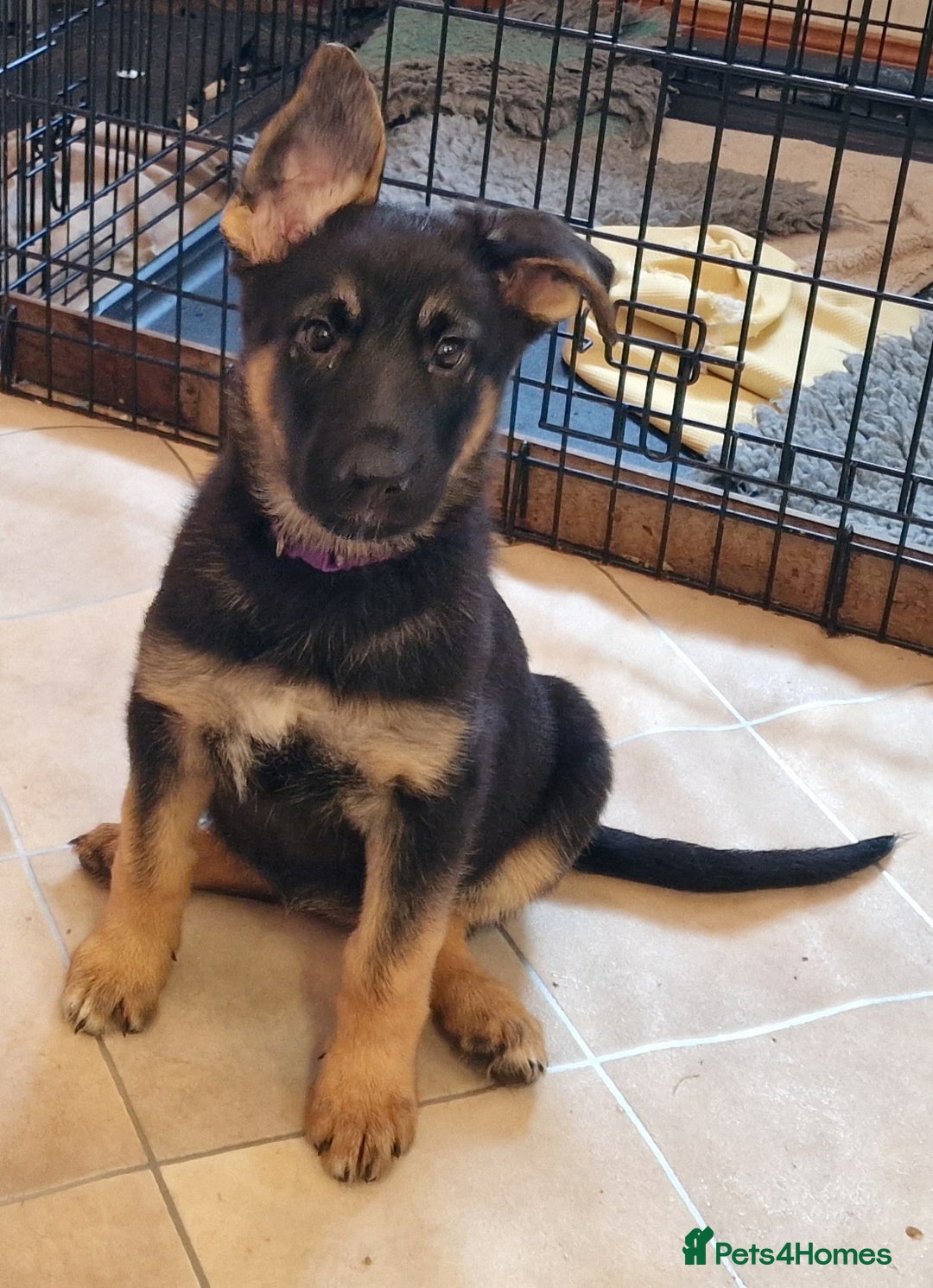 German Shepherd dogs for sale: German shepherd puppies KC reg - Image 4