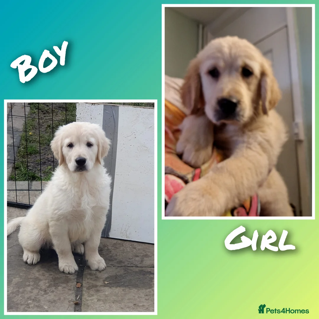 Golden Retriever dogs for sale: 🐾Adorable KC Puppies Looking for a lovely Home🐾 - Advert 1