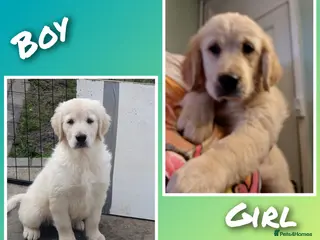Golden Retriever dogs KC ADDORABLE CUTE GOLDEN RETRIEVER PUPPIES - Advert 16