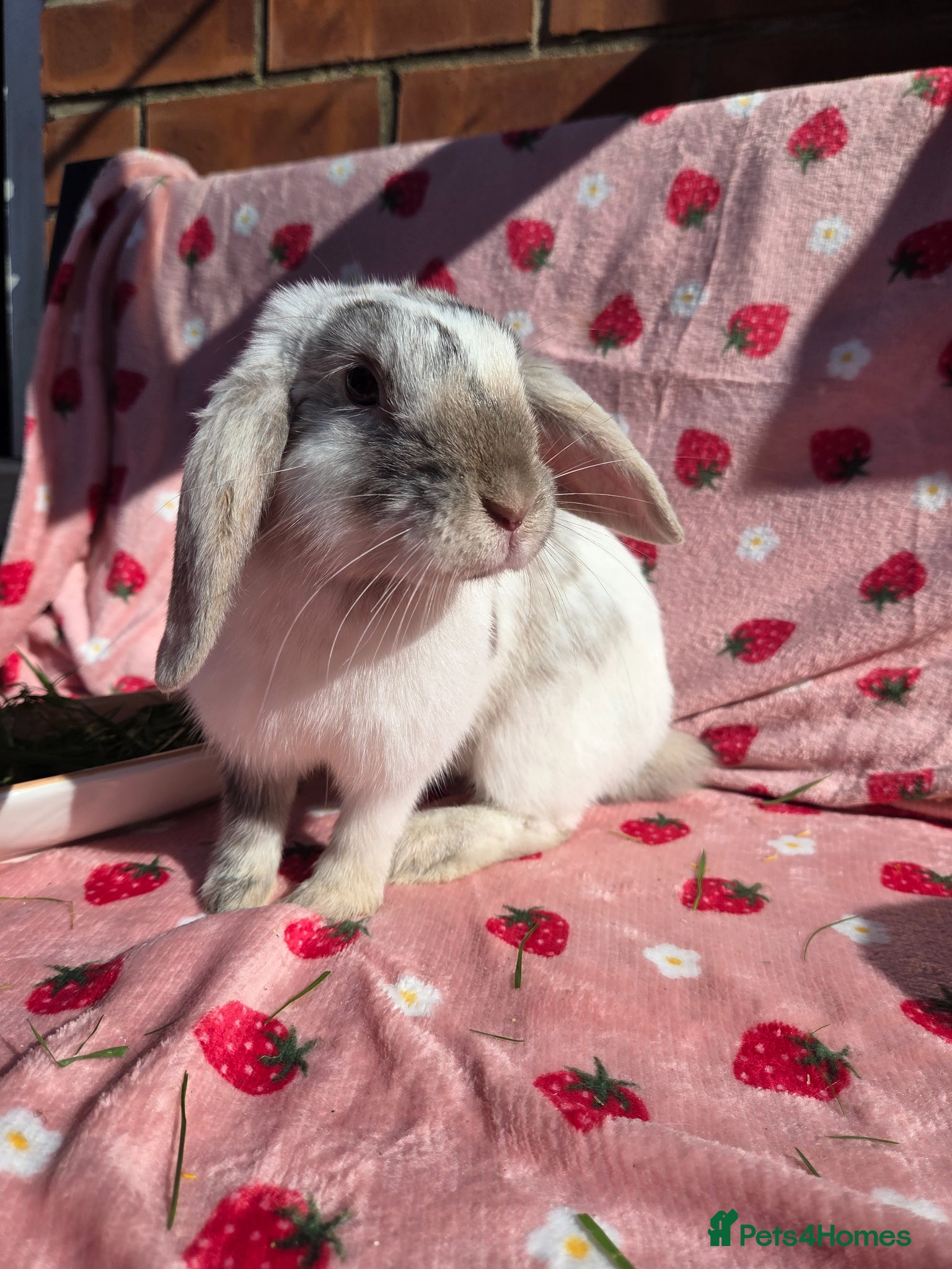 Mini Lop rabbits ☆Very tame Mini lops 10 week ☆2 left 1 does 1 buck - Advert 1
