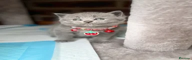 Scottish Fold Kitten 4